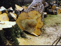 April - Firewood