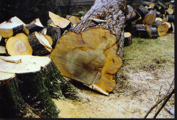 200604Firewood01