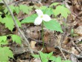 201805Greenbush26