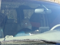 201202PolarBear021