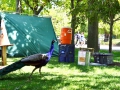 201206ScoutingZoo023